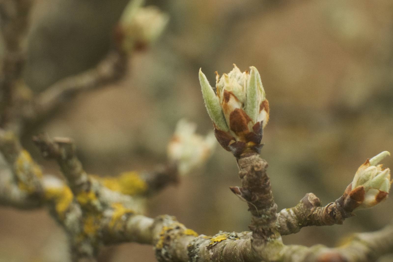 Albariño film recipe sample photo