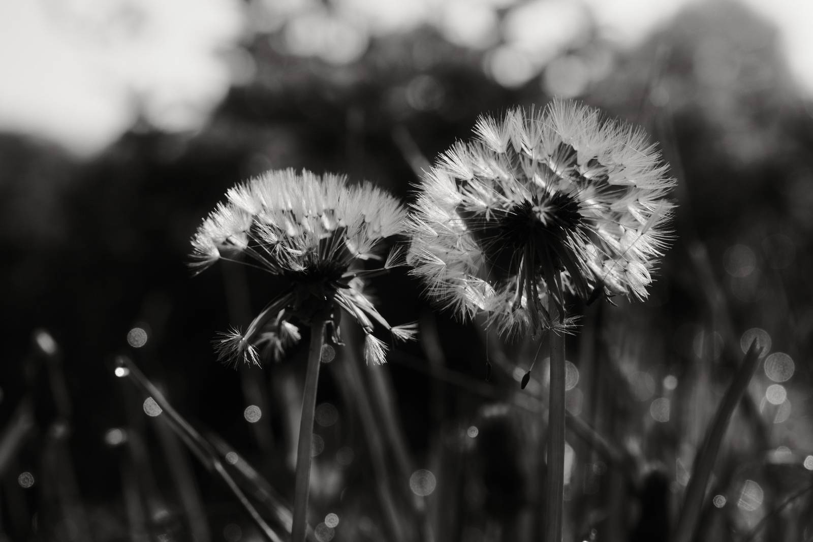 Olympic Acros film recipe sample photo