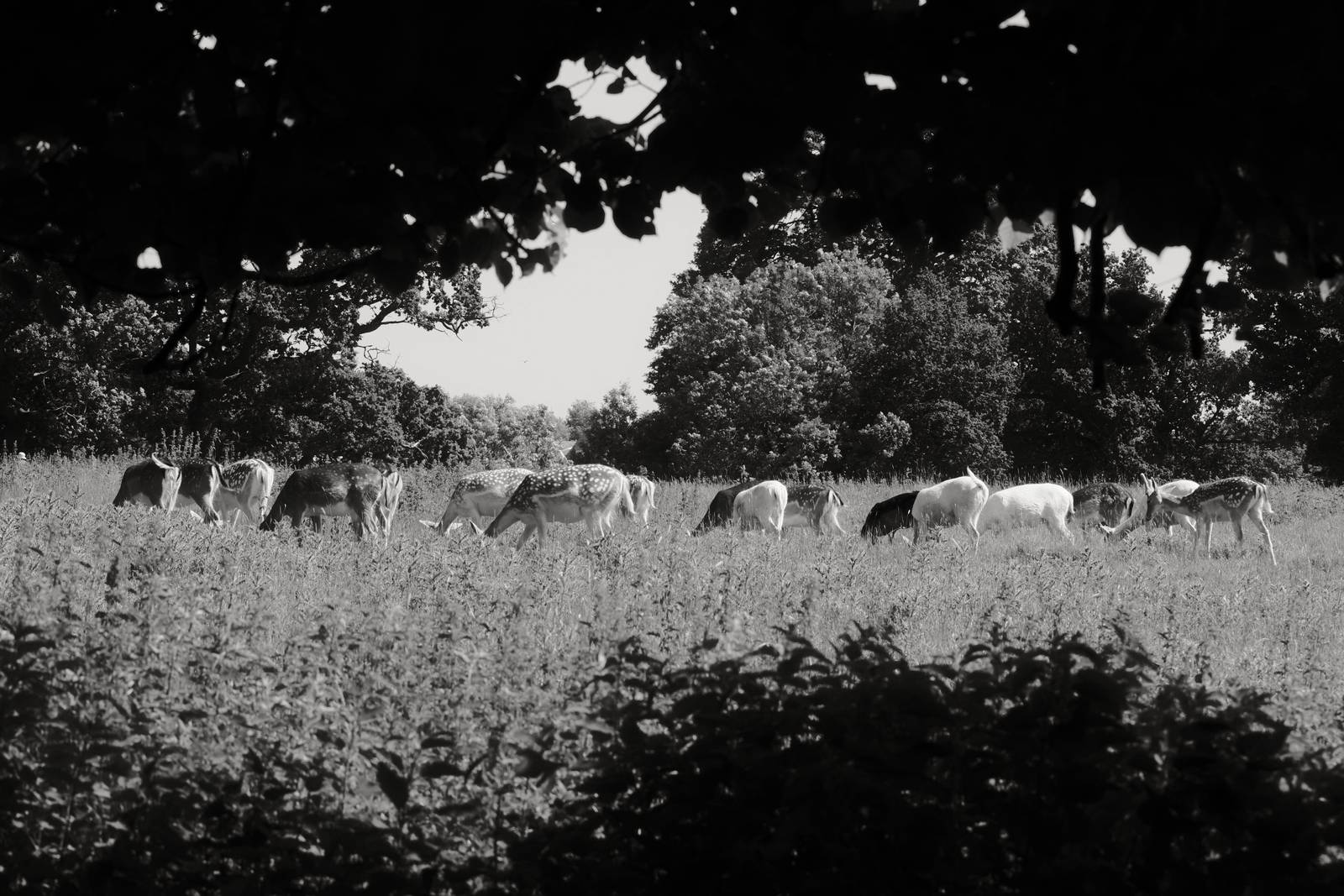 Olympic Acros film recipe sample photo