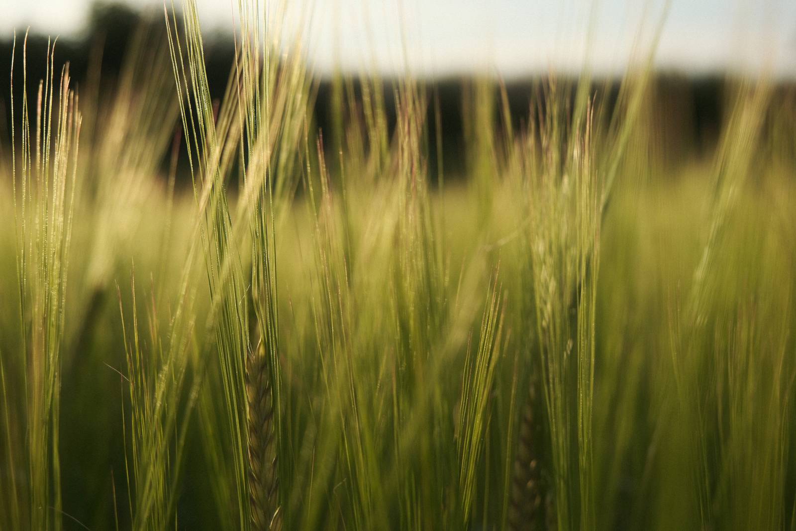 Albariño film recipe sample photo