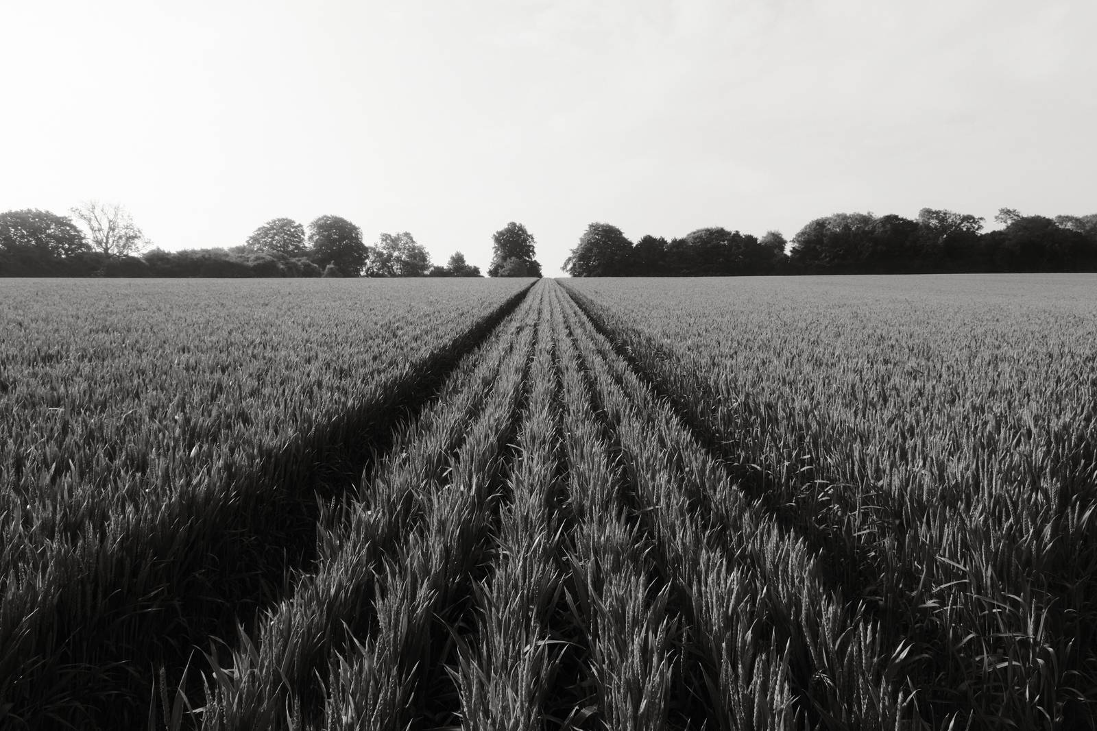Olympic Acros film recipe sample photo