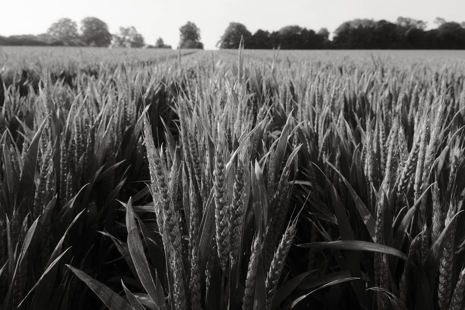 Olympic Acros film recipe sample photo