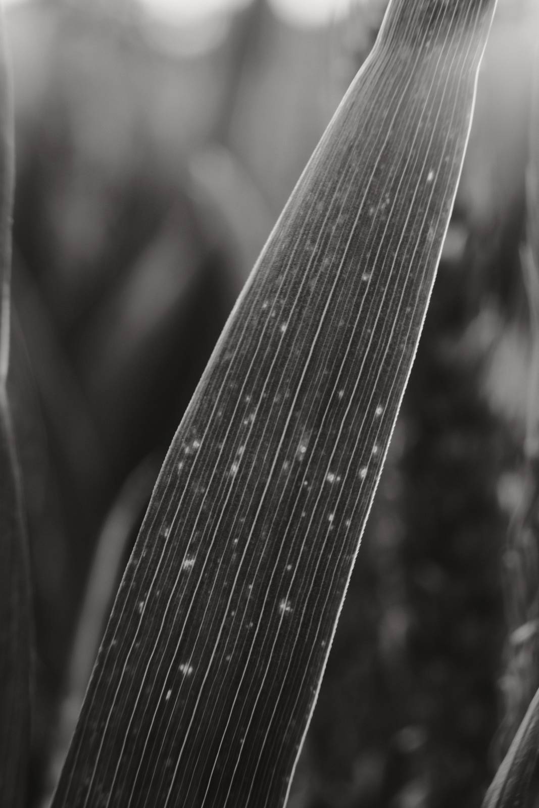 Olympic Acros film recipe sample photo