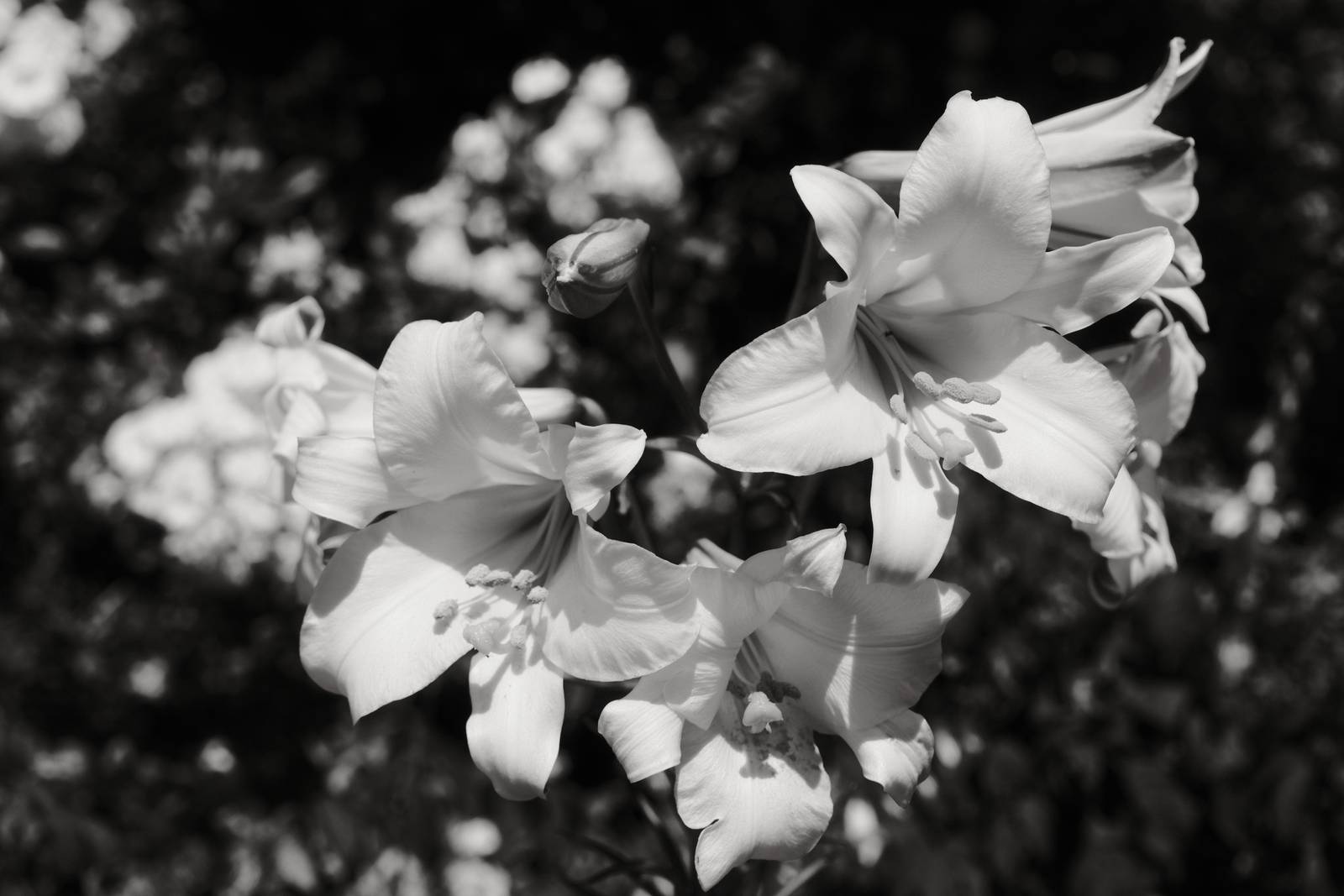 Olympic Acros film recipe sample photo