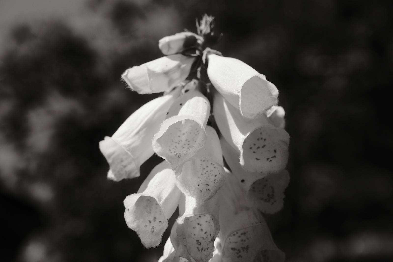 Olympic Acros film recipe sample photo