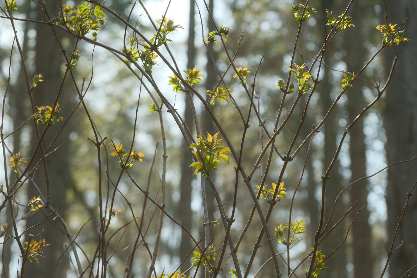 Daydream Believer film recipe sample photo