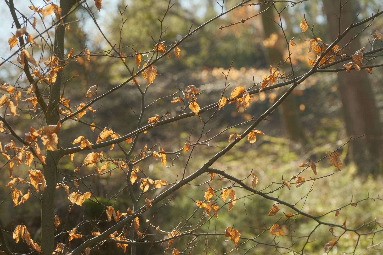 Daydream Believer film recipe sample photo
