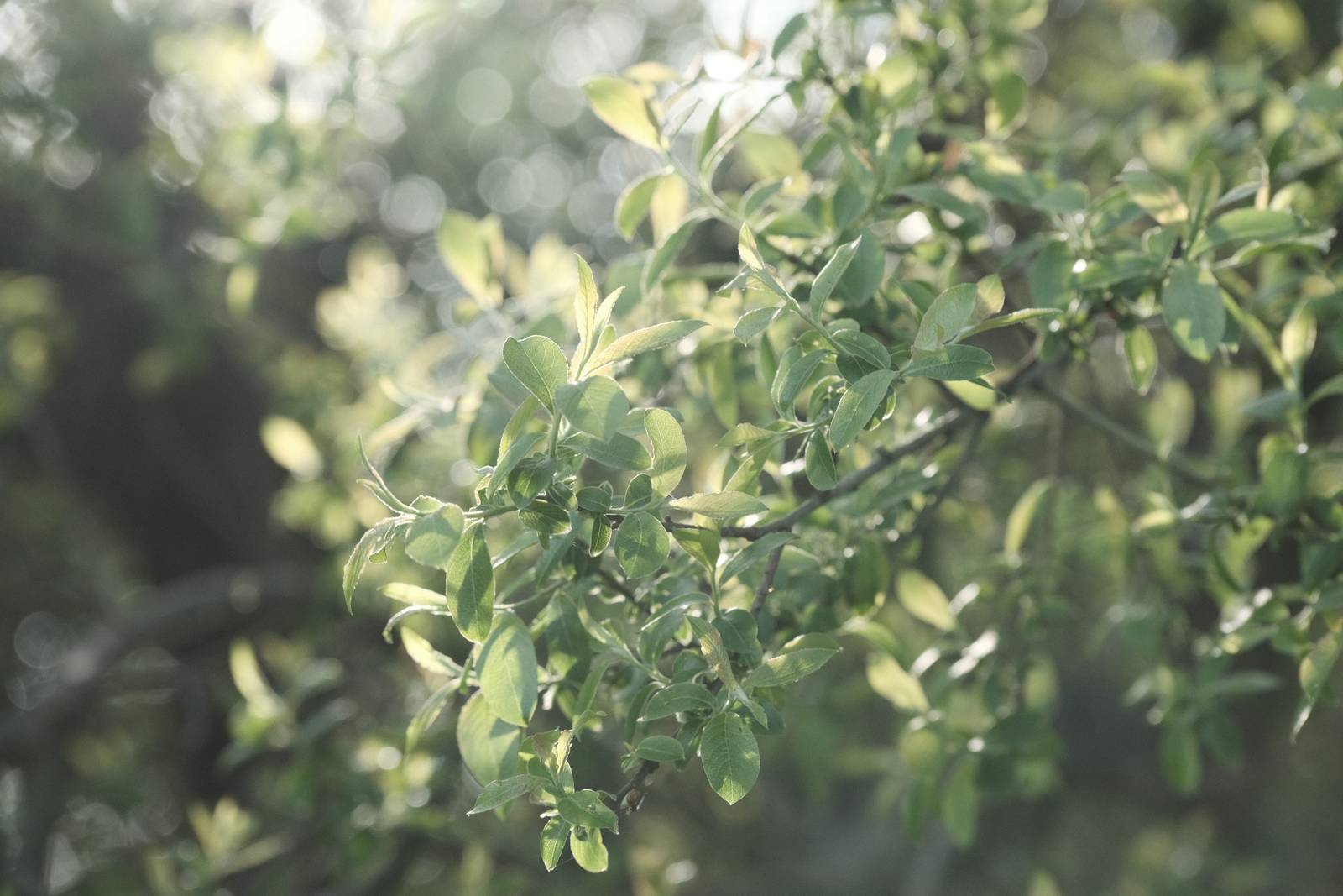 Amber T200 film recipe sample photo
