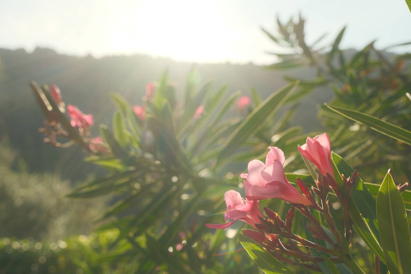 Daydream Believer film recipe sample photo