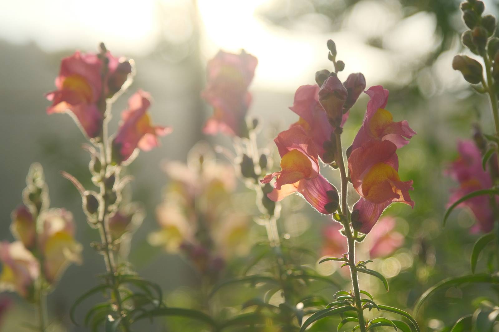 Daydream Believer film recipe sample photo