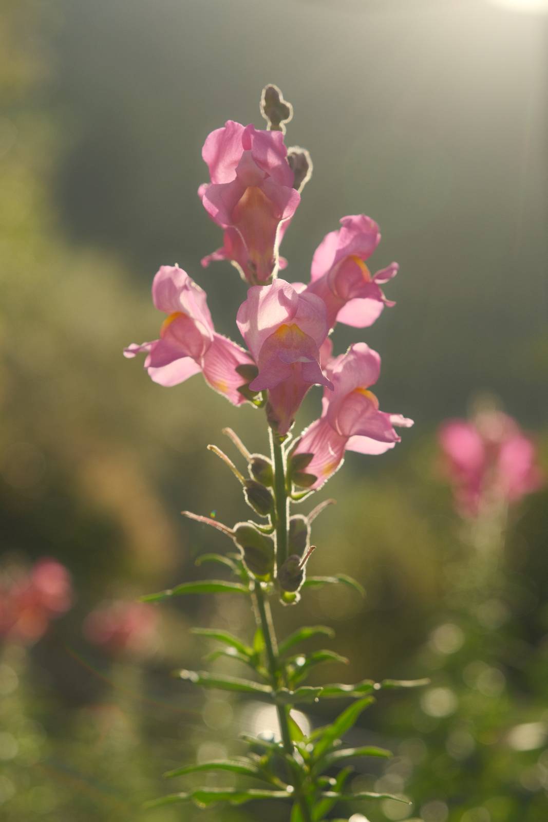 Daydream Believer film recipe sample photo