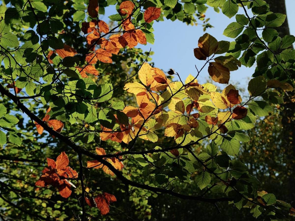 Astia Pops, Punchy Colour Film&nbsp;Recipe