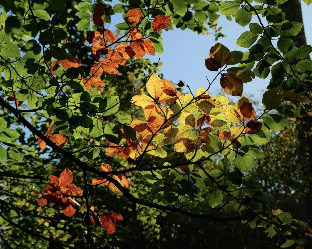 Astia Pops, Punchy Colour Film&nbsp;Recipe