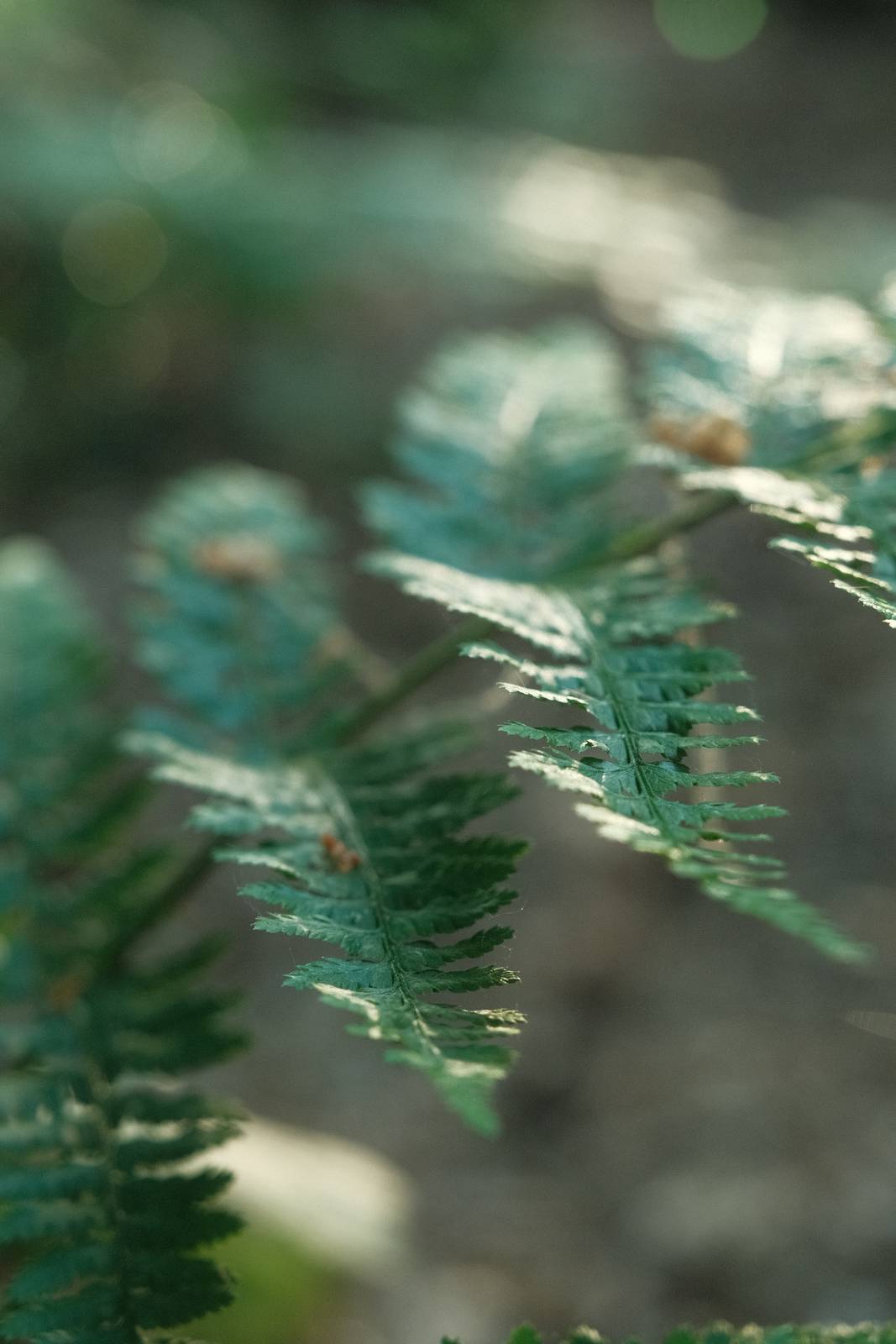 Eastman Color film recipe sample photo