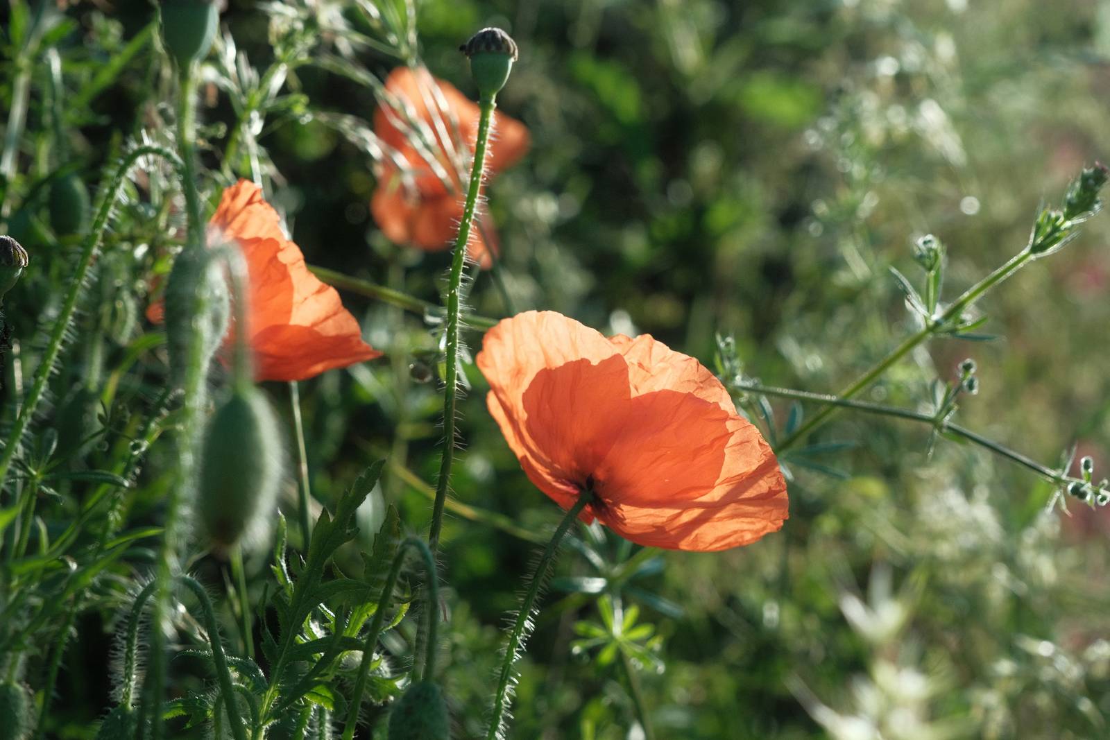 Eastman Color film recipe sample photo