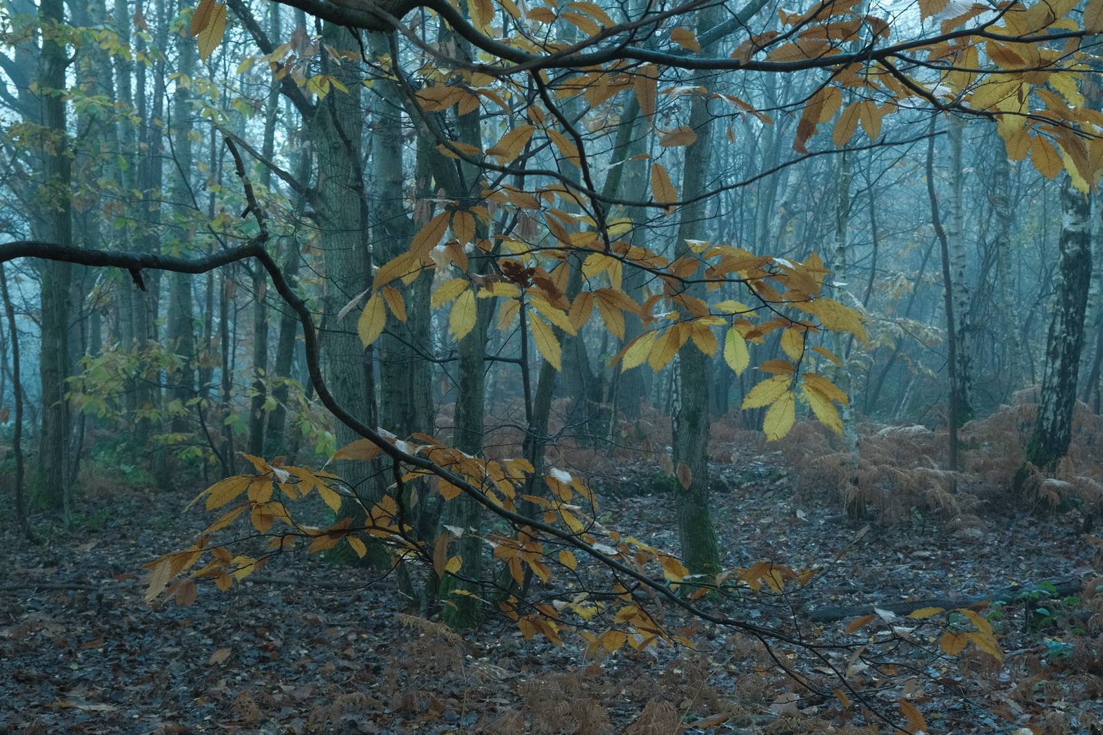 Eastman Color film recipe sample photo