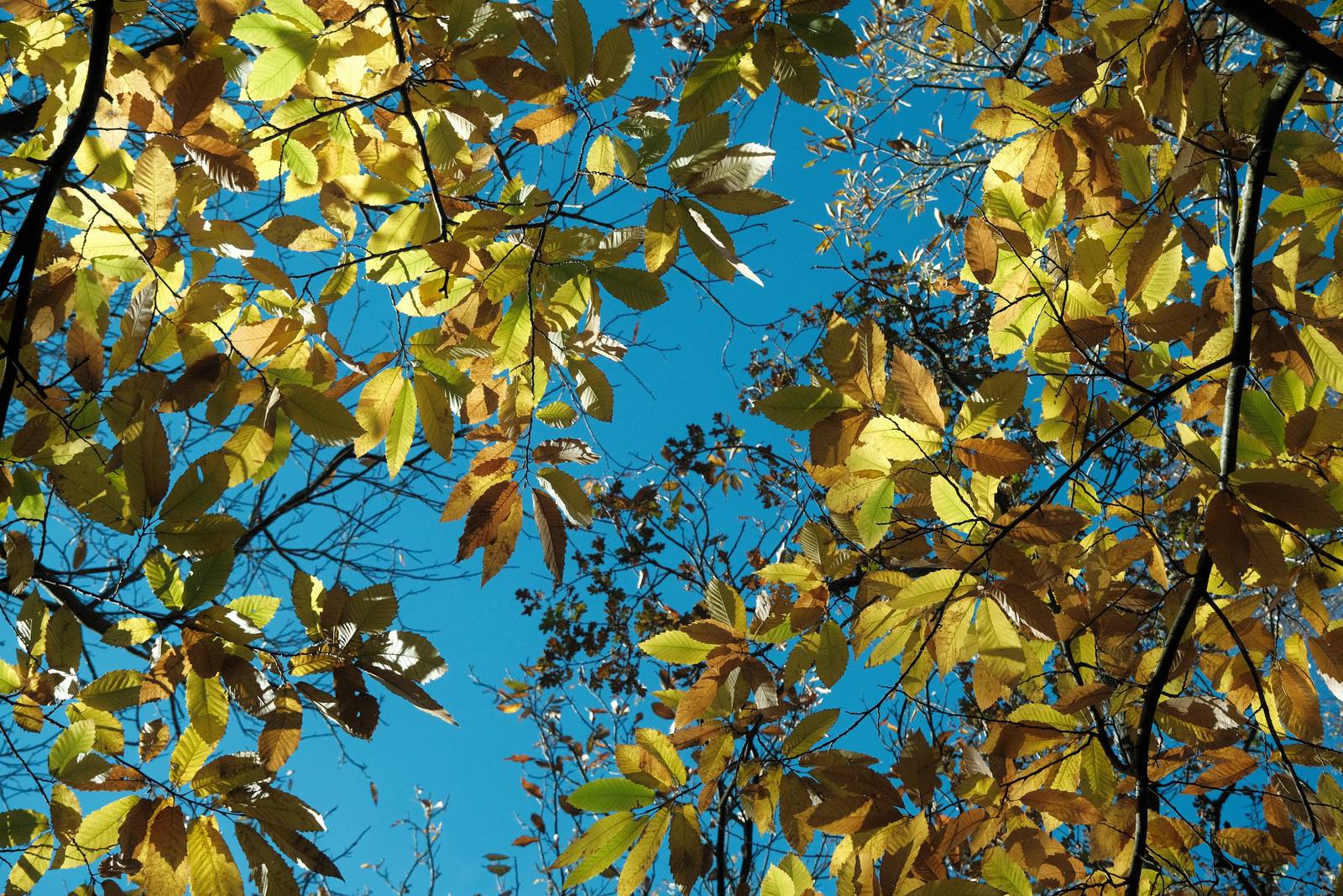 Eastman Color film recipe sample photo
