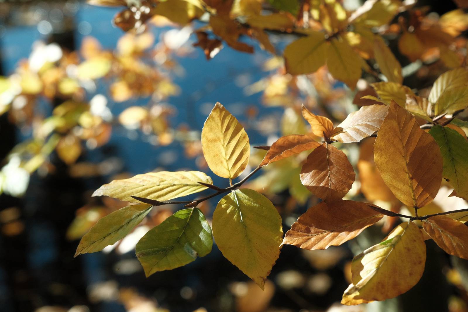 Eastman Color film recipe sample photo