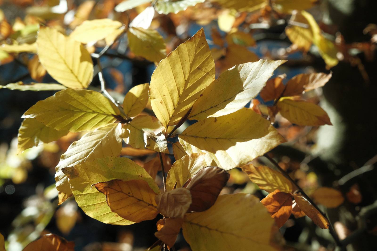 Eastman Color film recipe sample photo