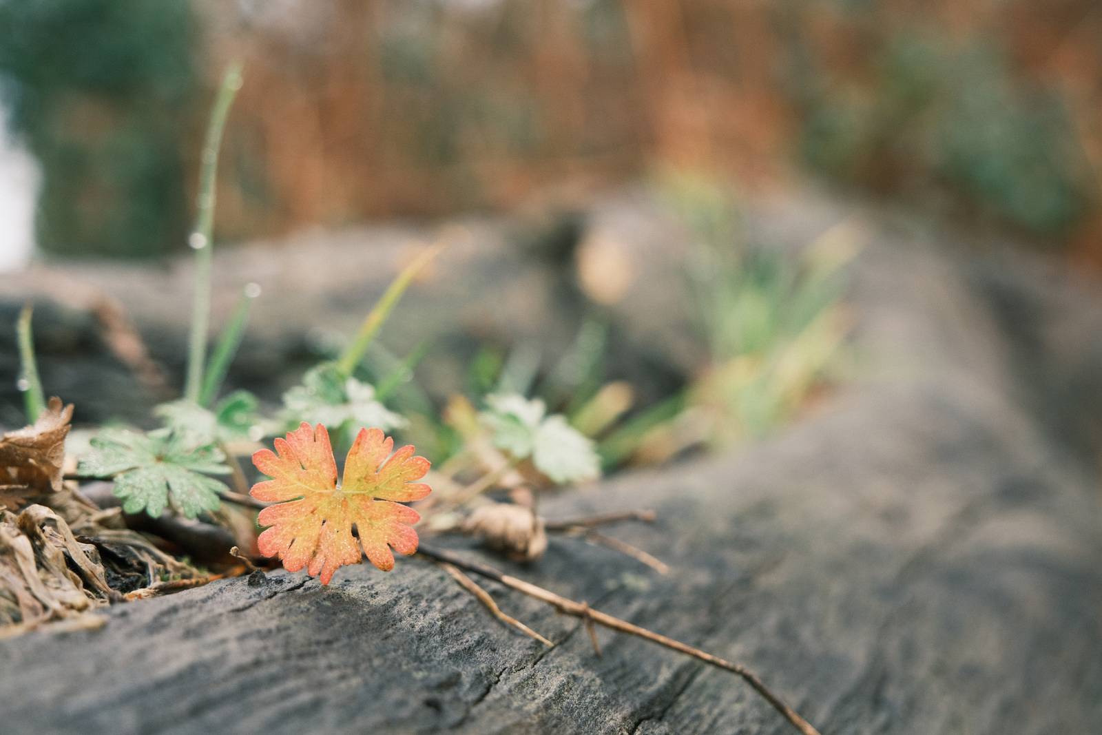 Fujicolor Superia 400 film recipe sample photo