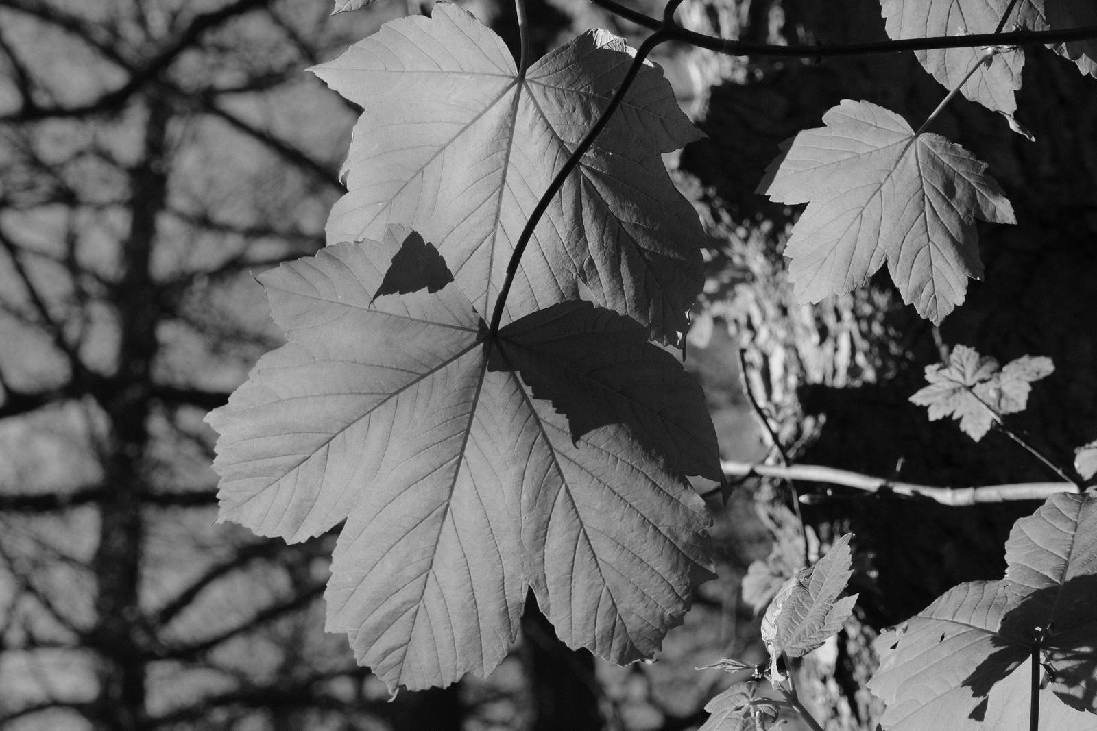 Tirolean Mono film recipe sample photo