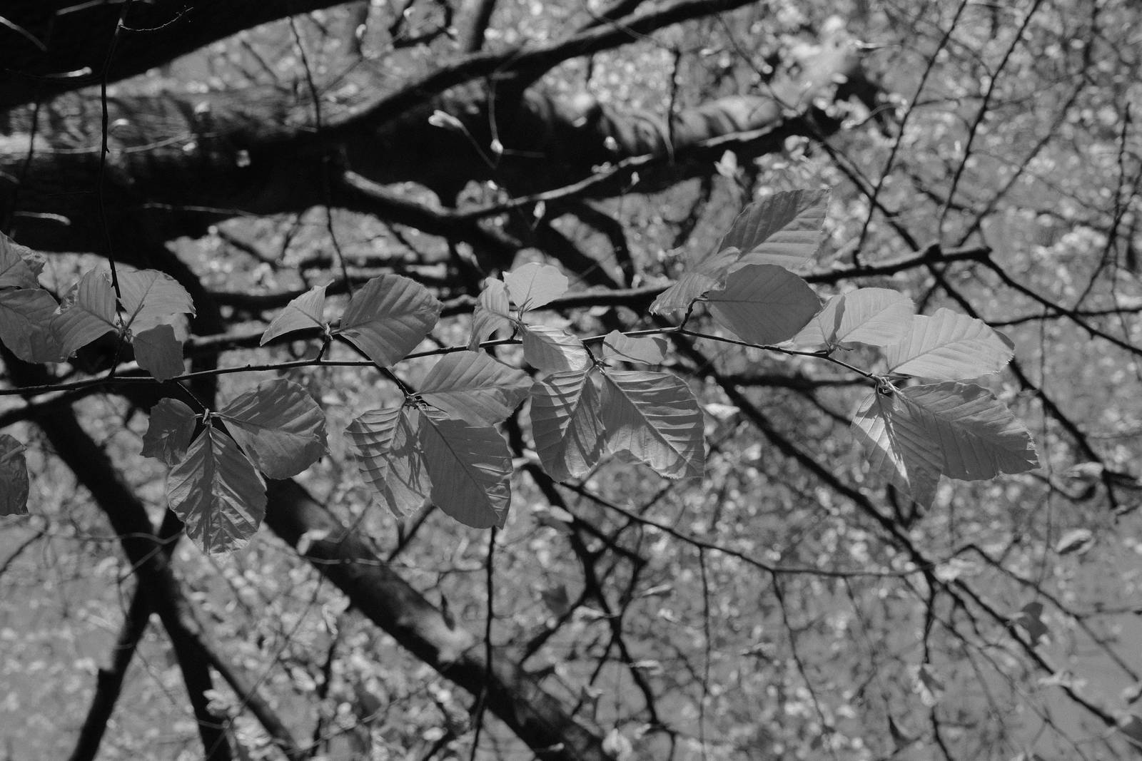 Tirolean Mono film recipe sample photo