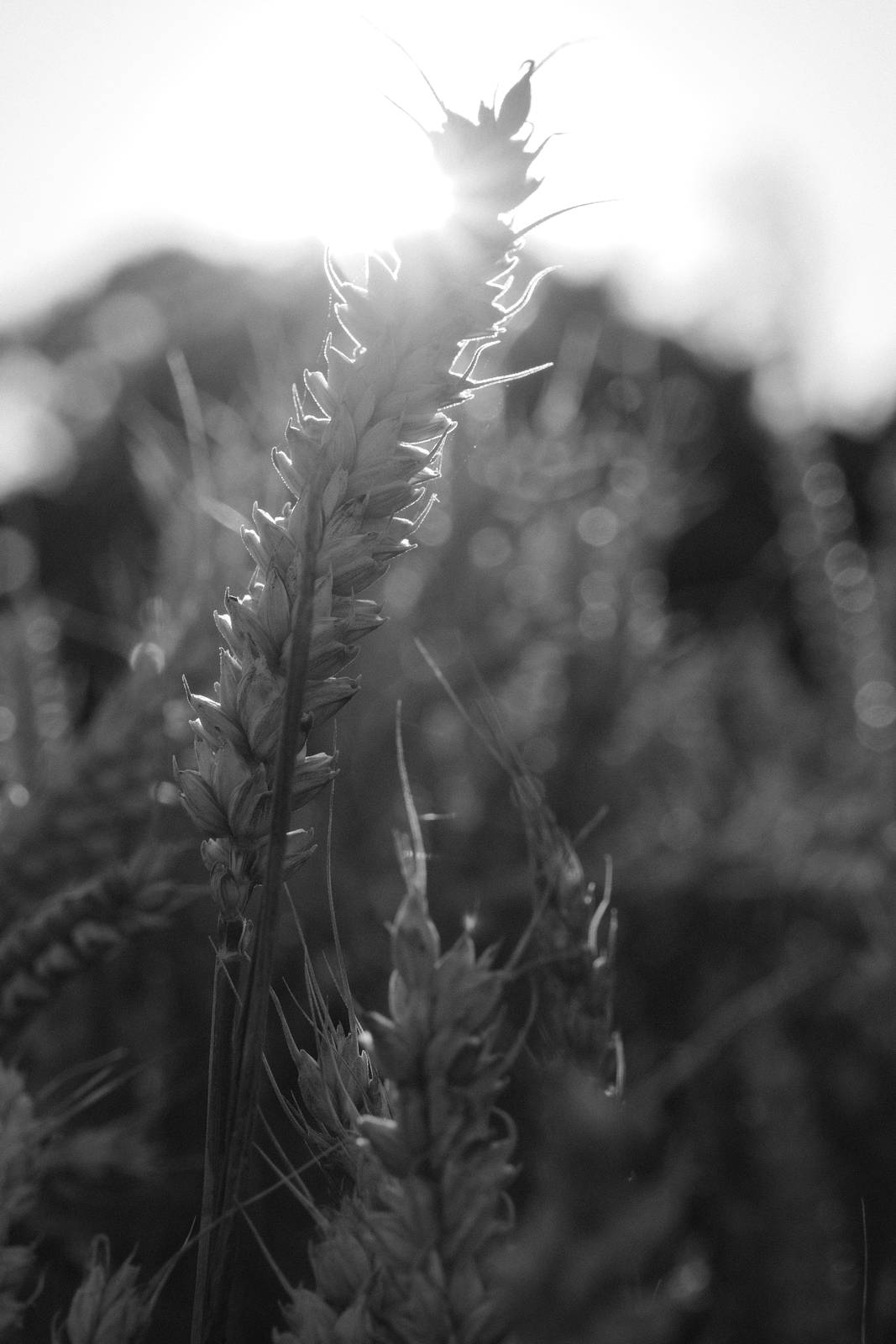 Tirolean Mono film recipe sample photo