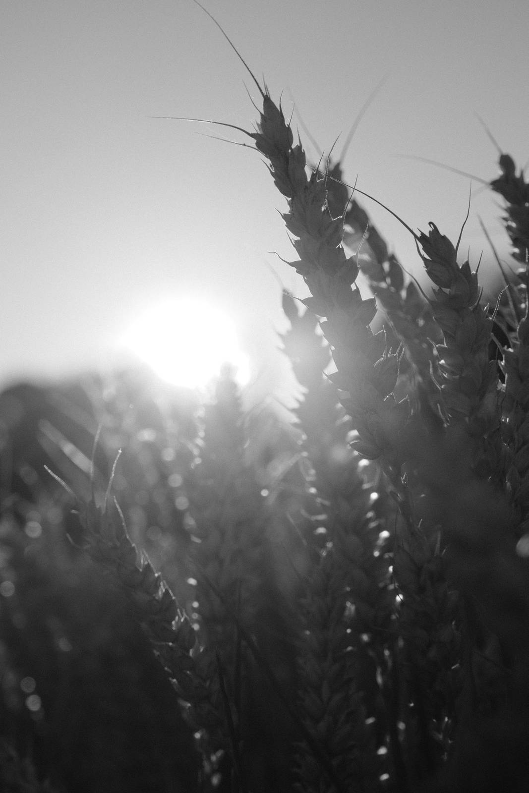 Tirolean Mono film recipe sample photo