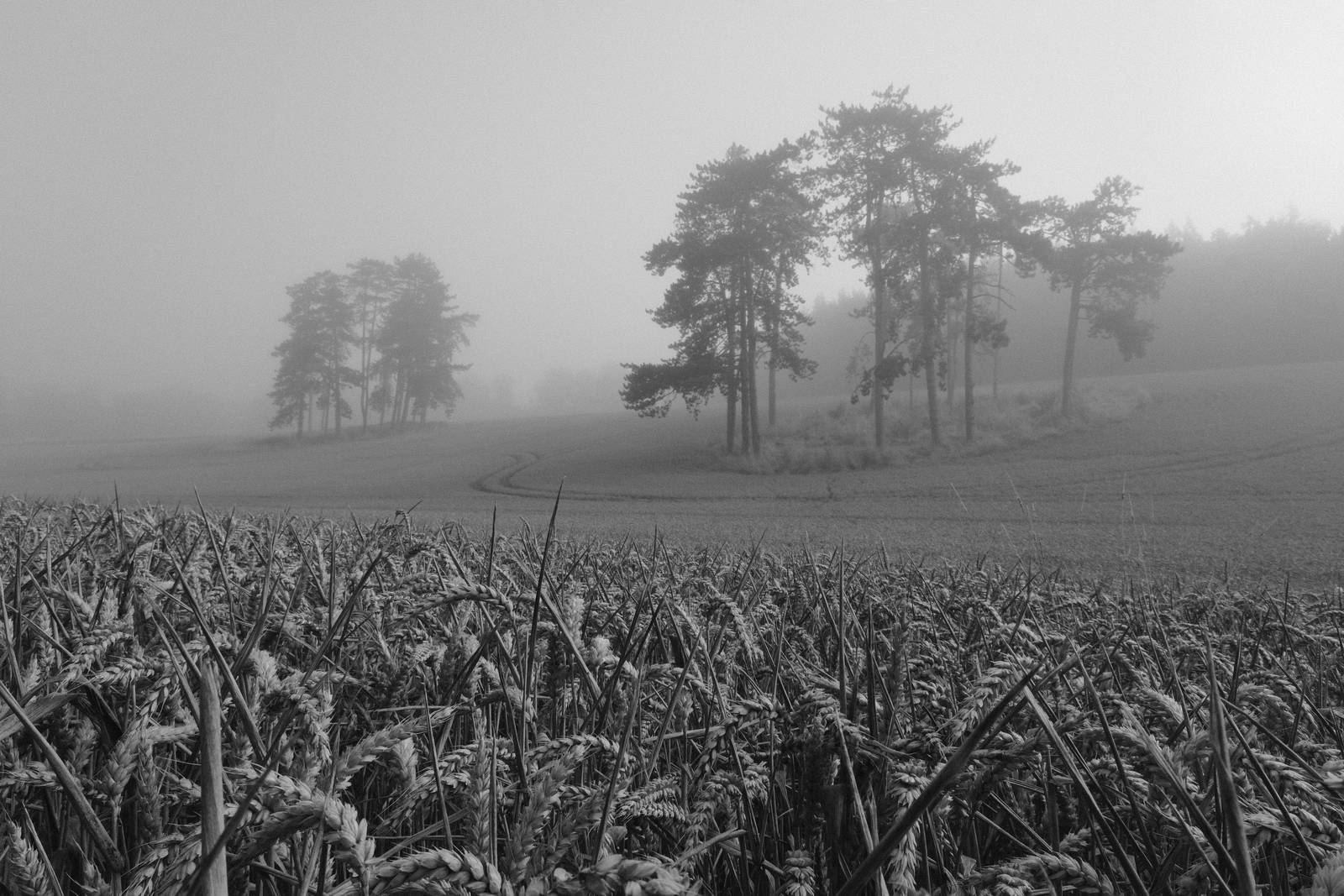 Tirolean Mono film recipe sample photo