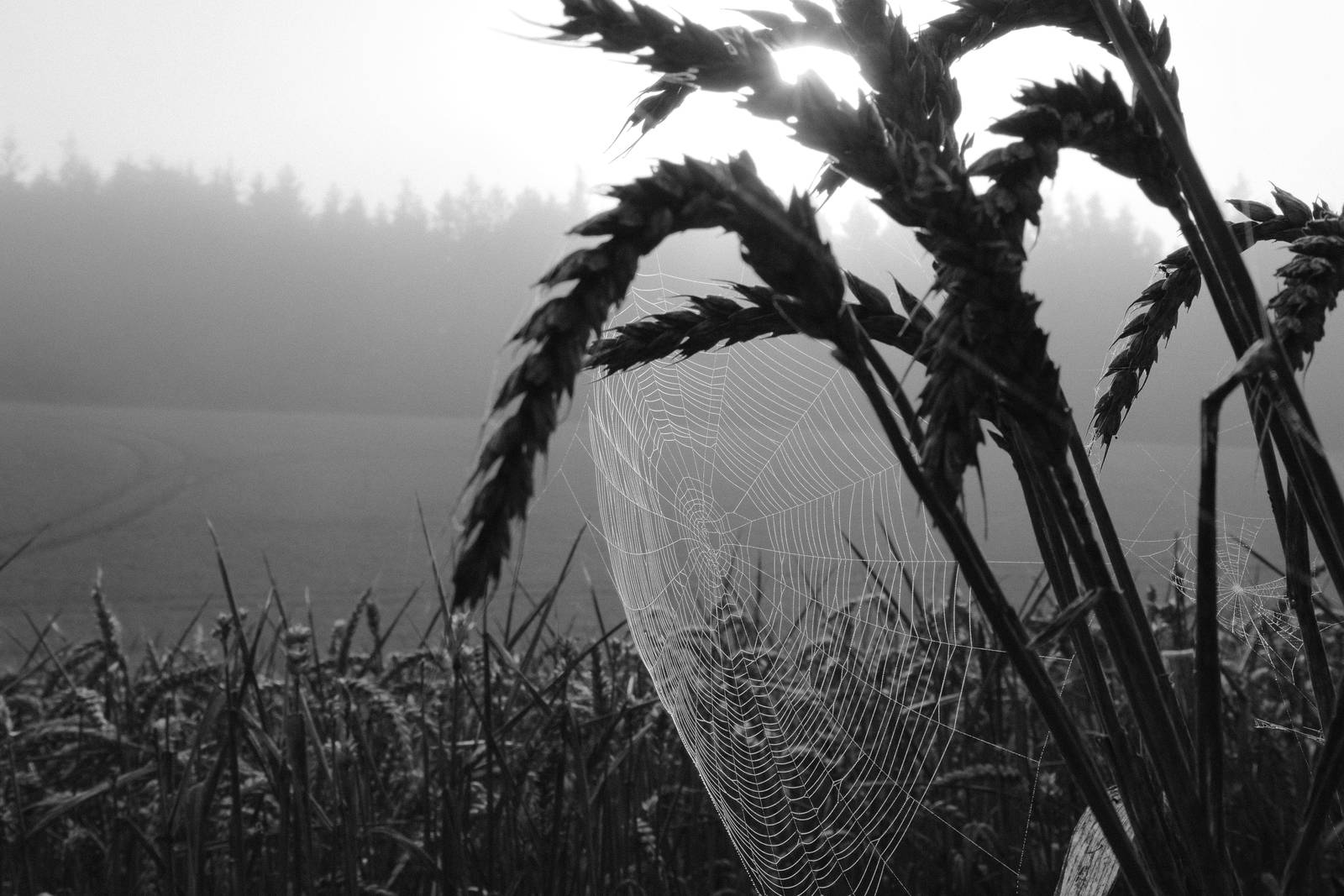 Tirolean Mono film recipe sample photo