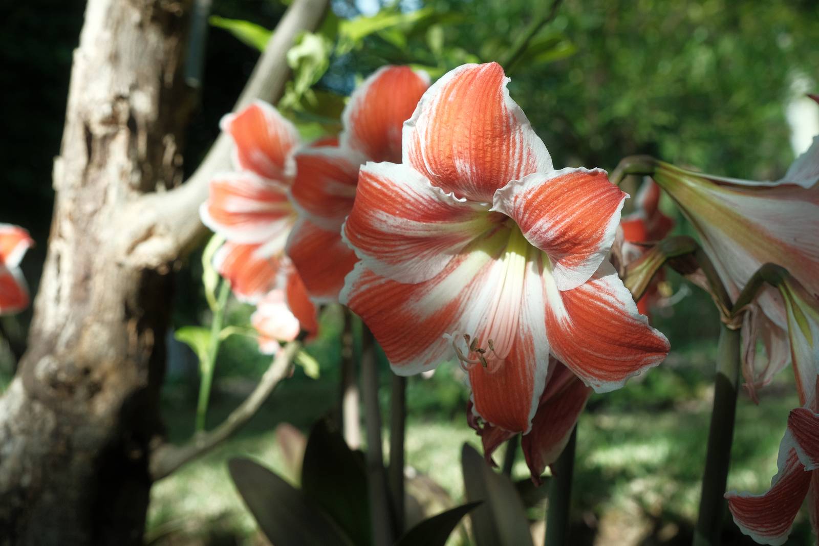 Eastman Color film recipe sample photo