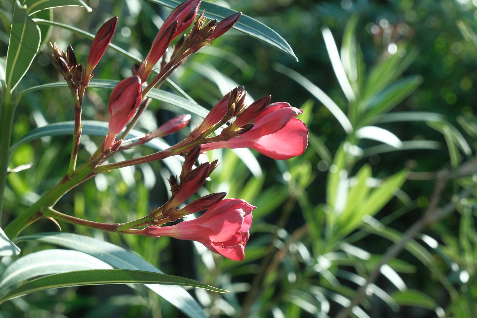 Eastman Color film recipe sample photo