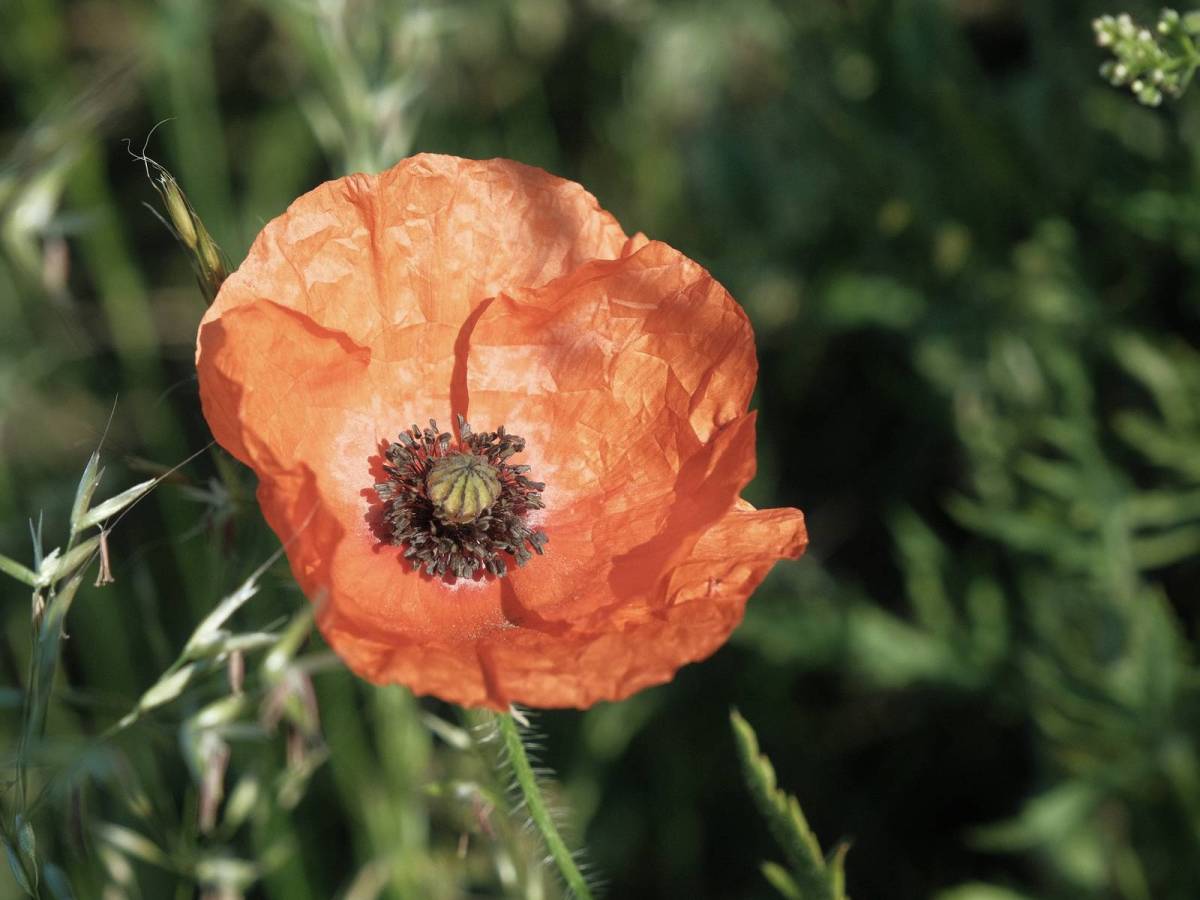 Eastman Color, Early Kodak 35mm&nbsp;Film