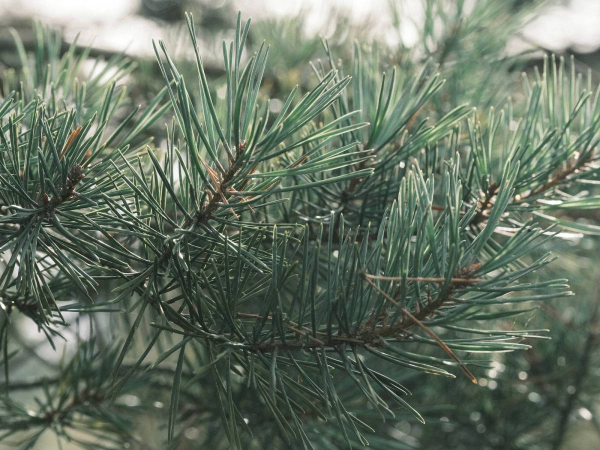 Spruce Goose, Pine Tree Forest&nbsp;Greens