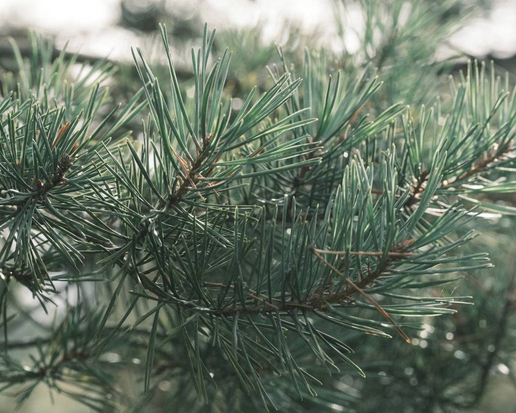 Spruce Goose, Pine Tree Forest&nbsp;Greens