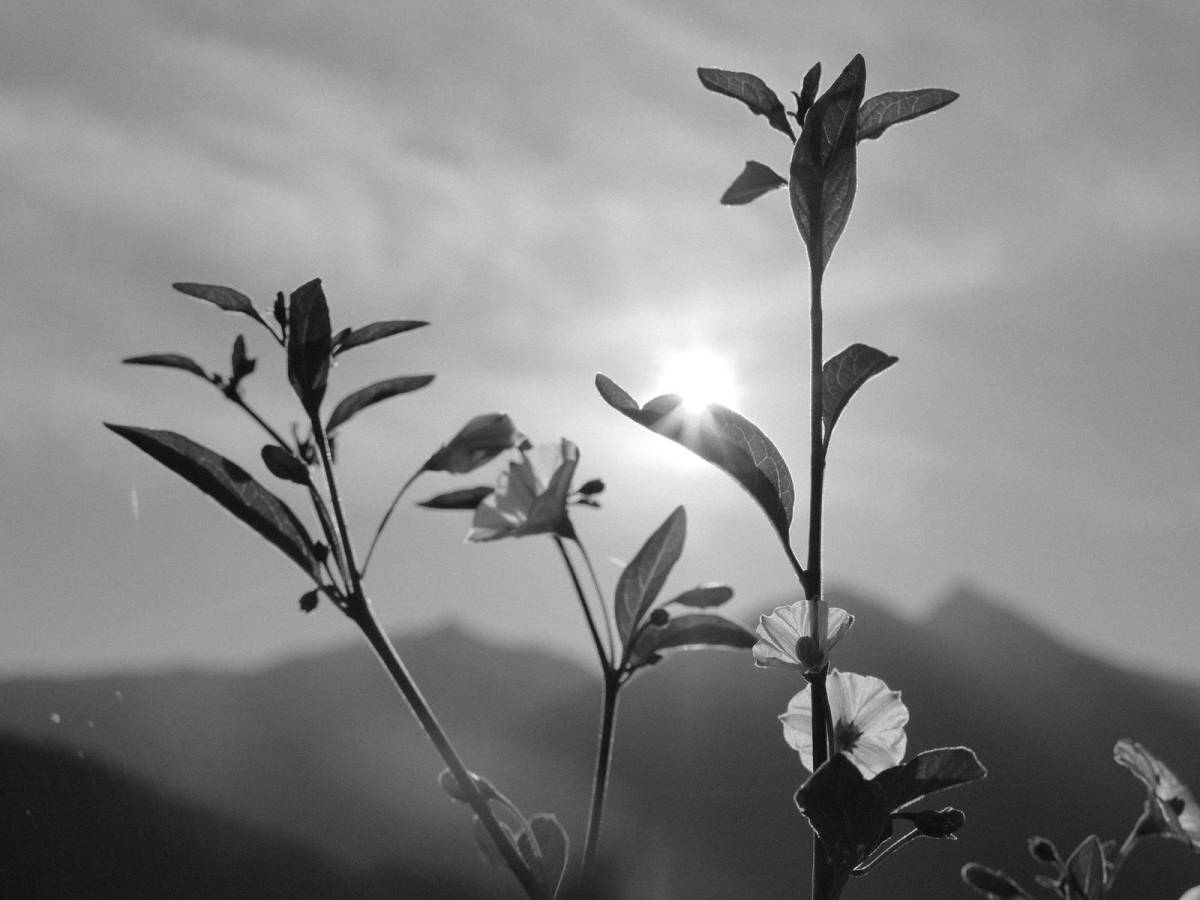 Tirolean Mono, Black & White Film&nbsp;Recipe