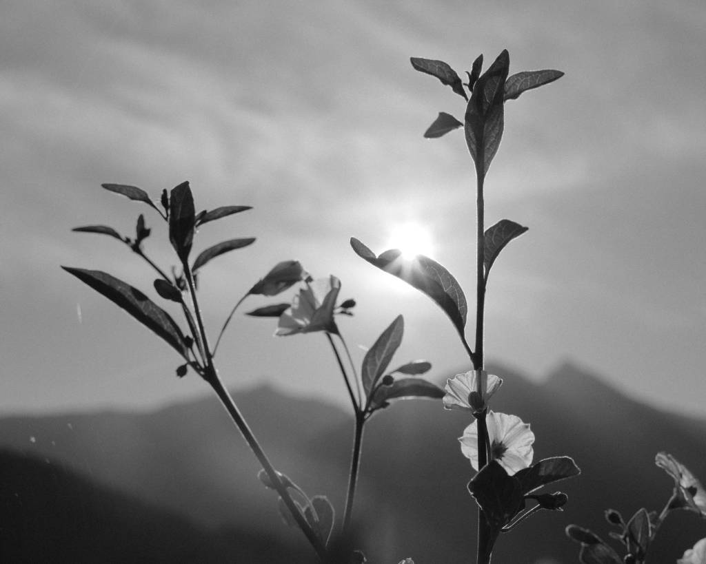 Tirolean Mono, Black & White Film&nbsp;Recipe