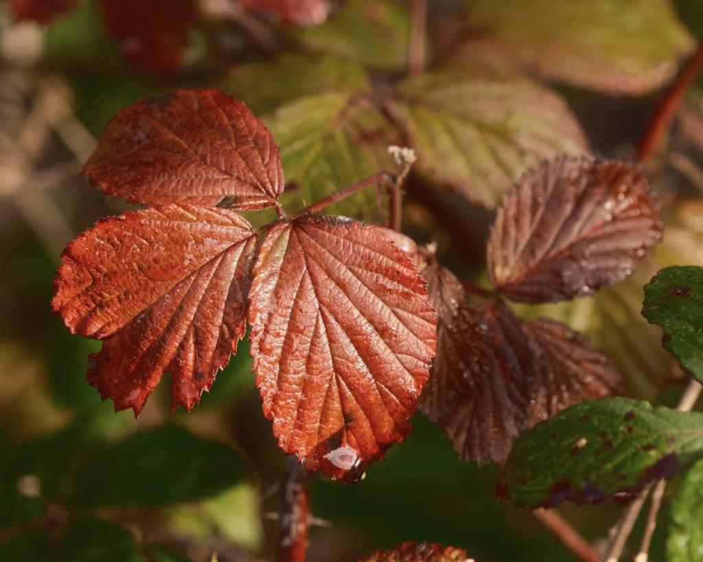 Scorpio, X100VI Autumn Film&nbsp;Recipe