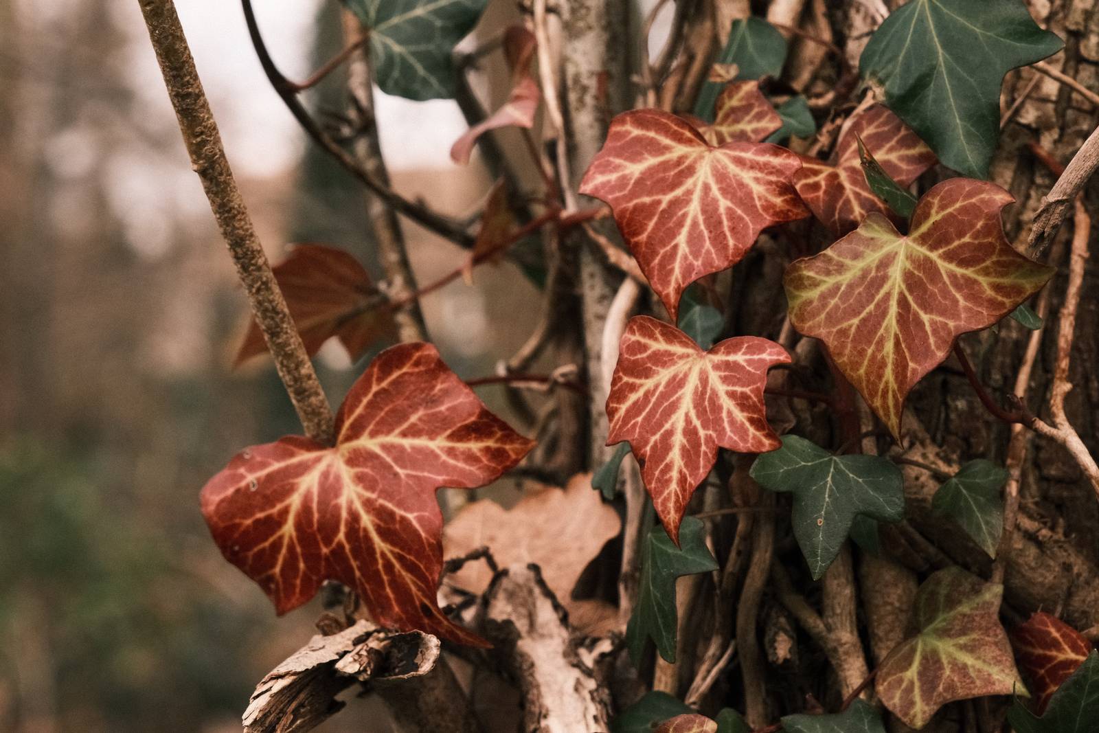 Lomochrome 92 film recipe sample photo