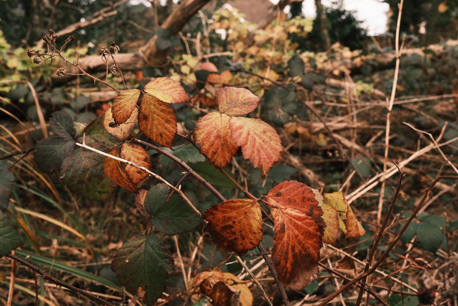 Lomochrome 92 film recipe sample photo