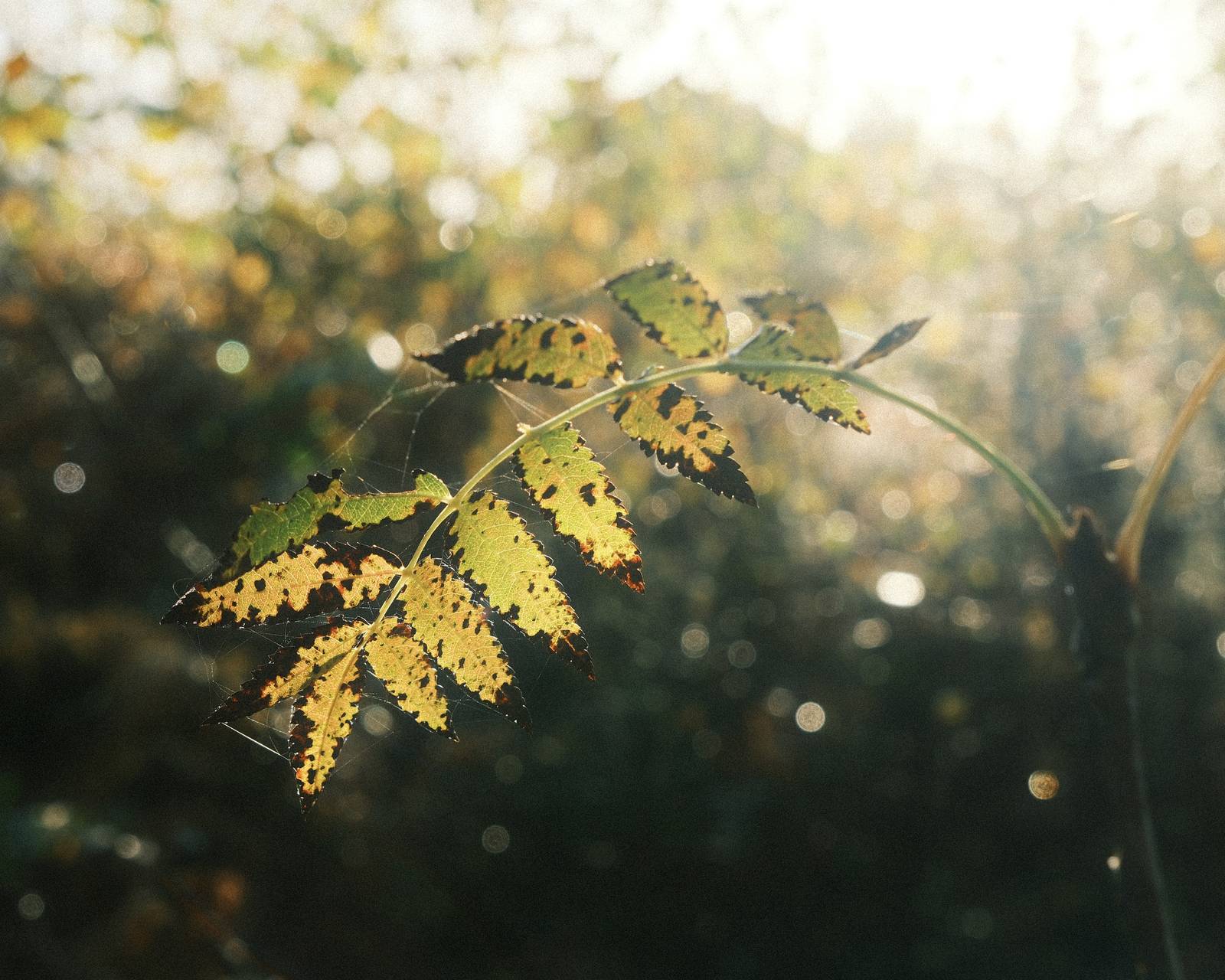 Expired Velvia 50 XP film recipe