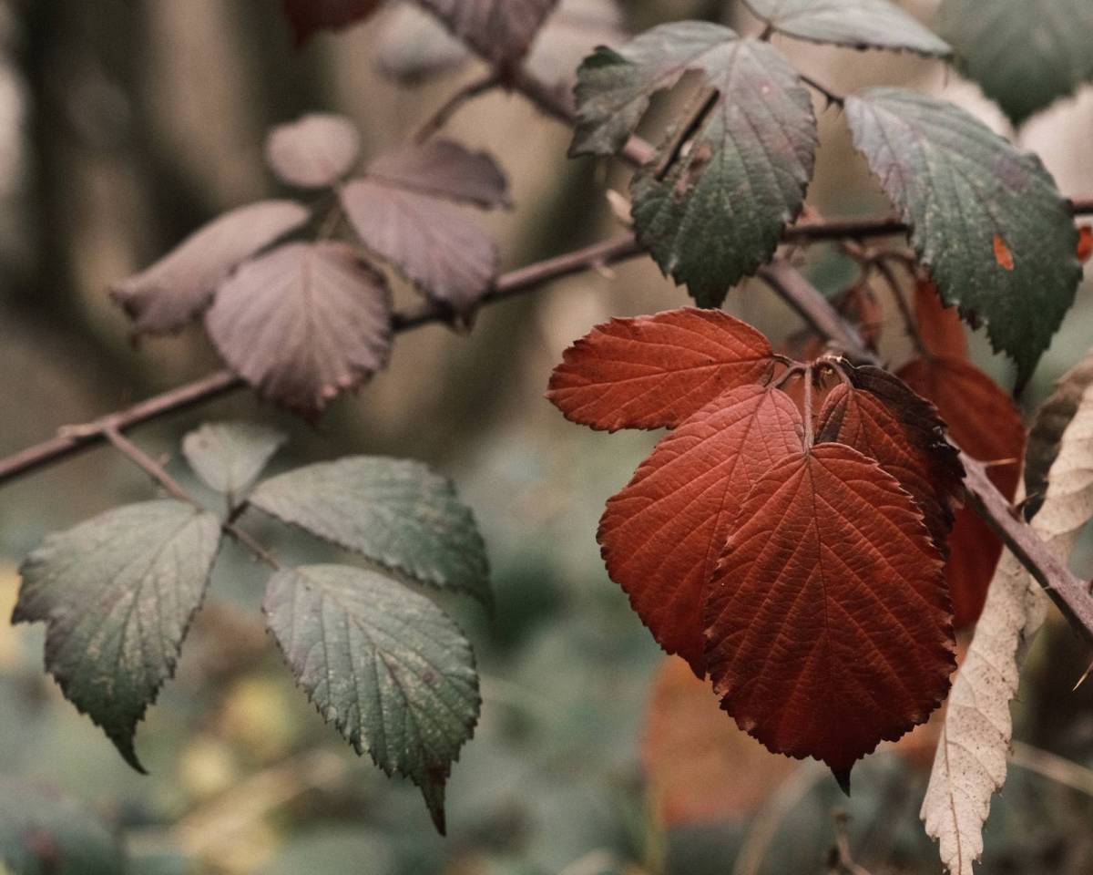 Lomochrome 92, Deep Contrast Muted&nbsp;Color