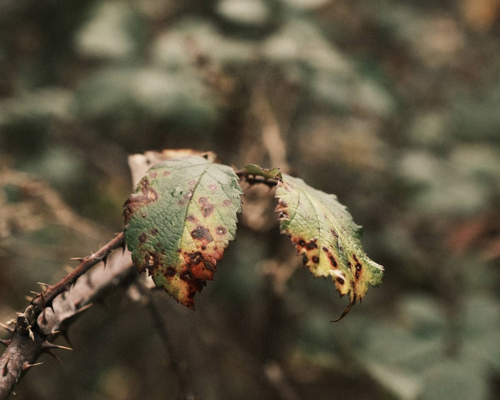 Mirelurk film recipe