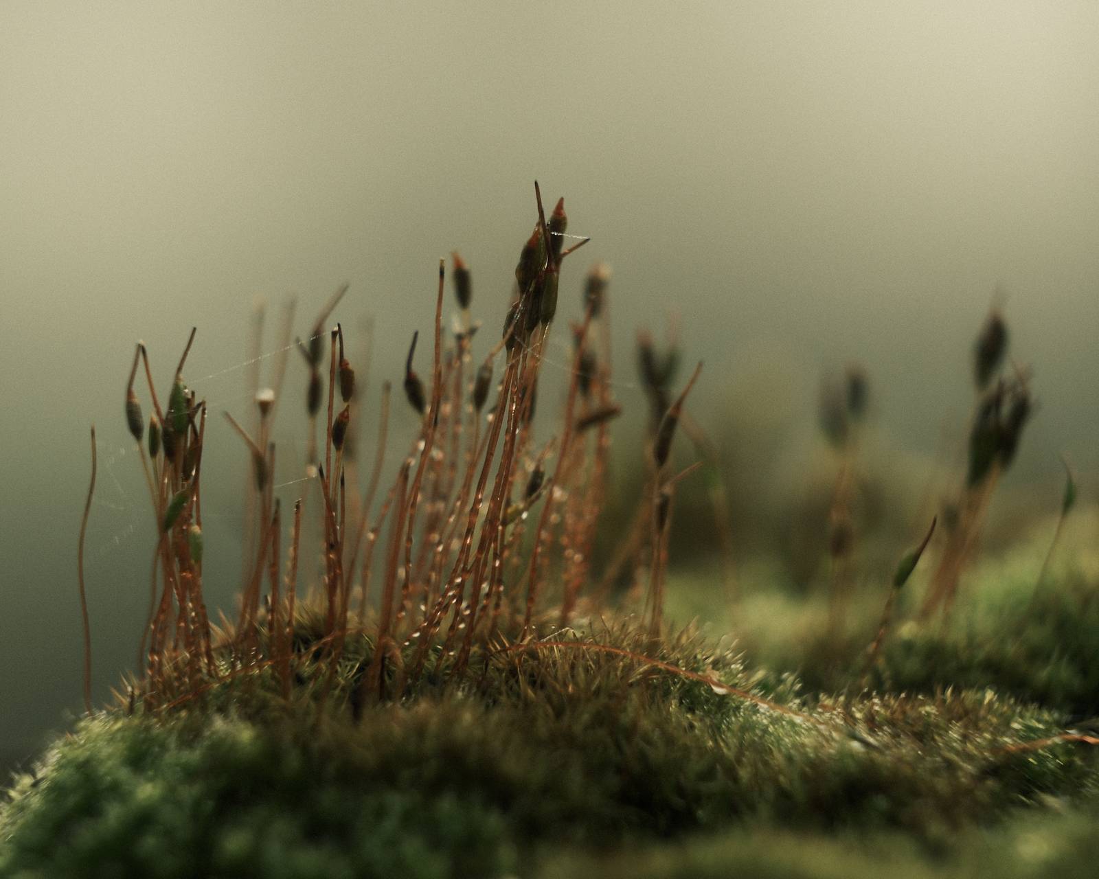 Umbrella Film Recipe. Is this my best ever film recipe?