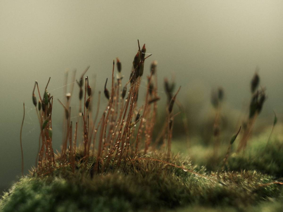 Umbrella Film Recipe. Is this my best ever film&nbsp;recipe?