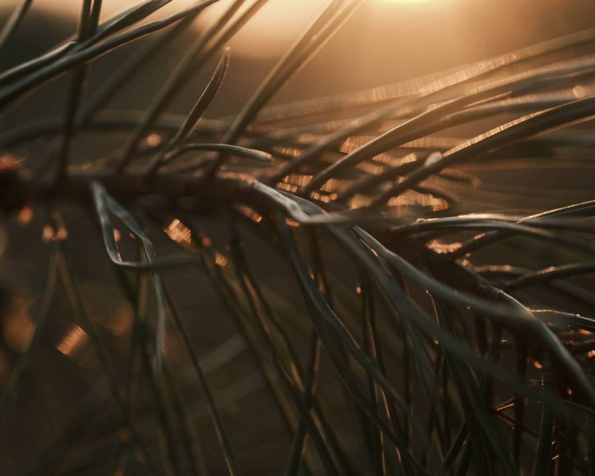 Underglow, Deep Mood in Golden&nbsp;Light