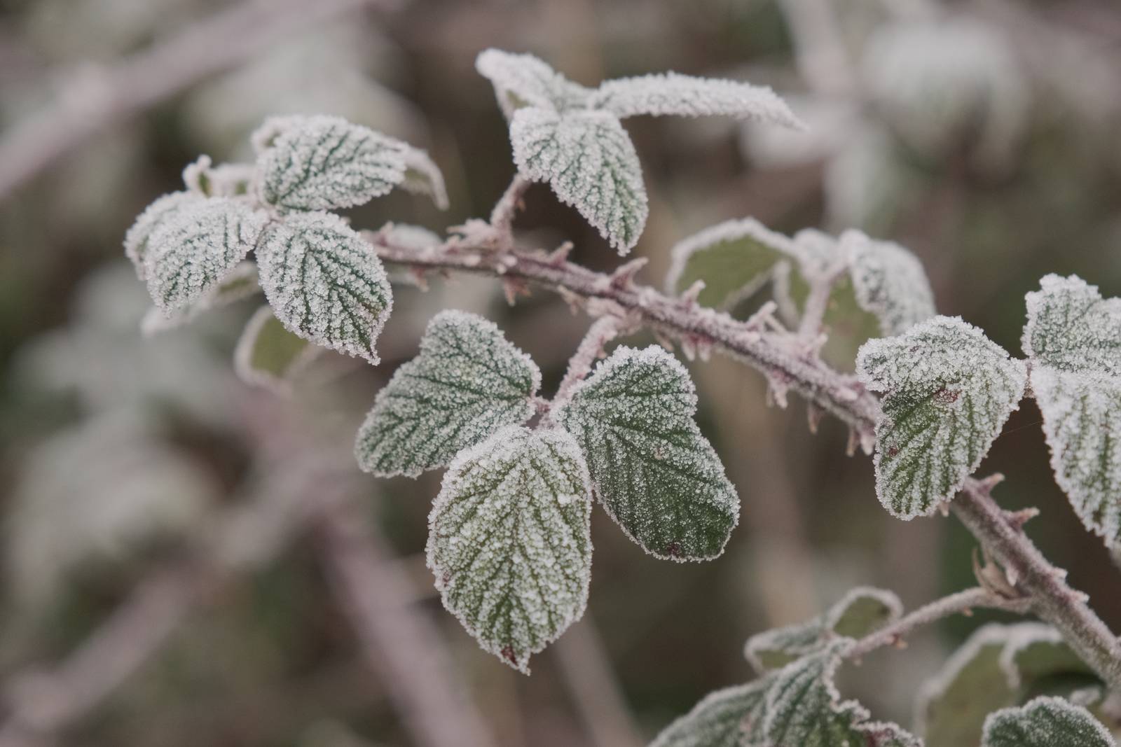Winter Eterna film recipe sample photo