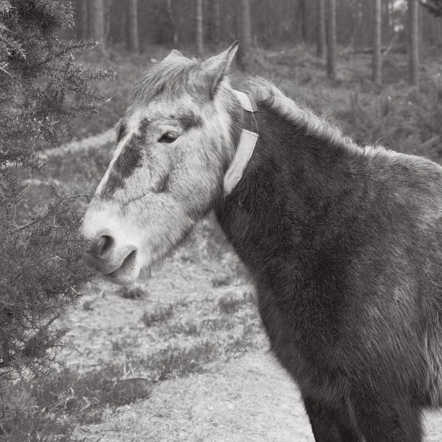 Soft Acros film recipe sample photo