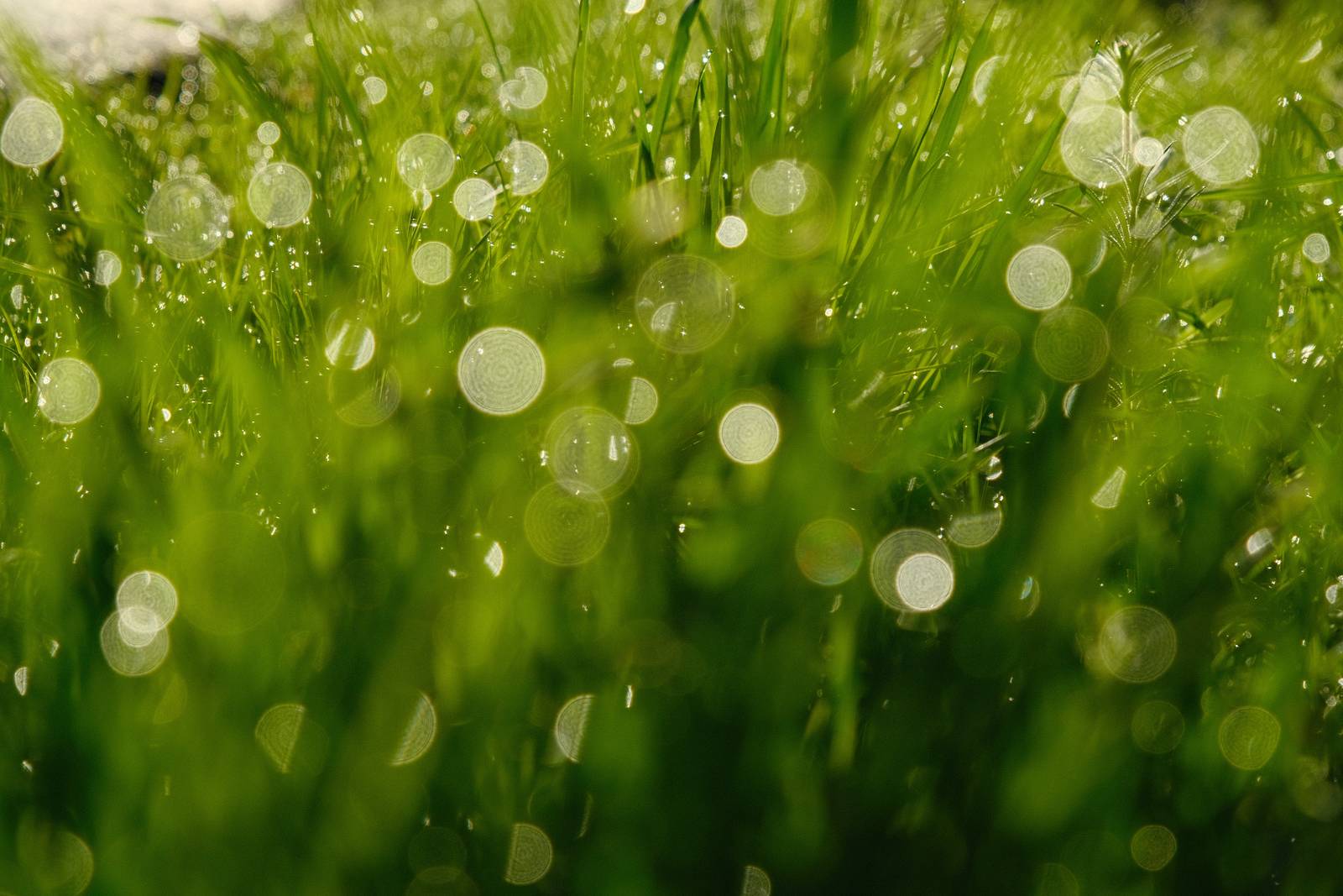 Spring Greens film recipe sample photo