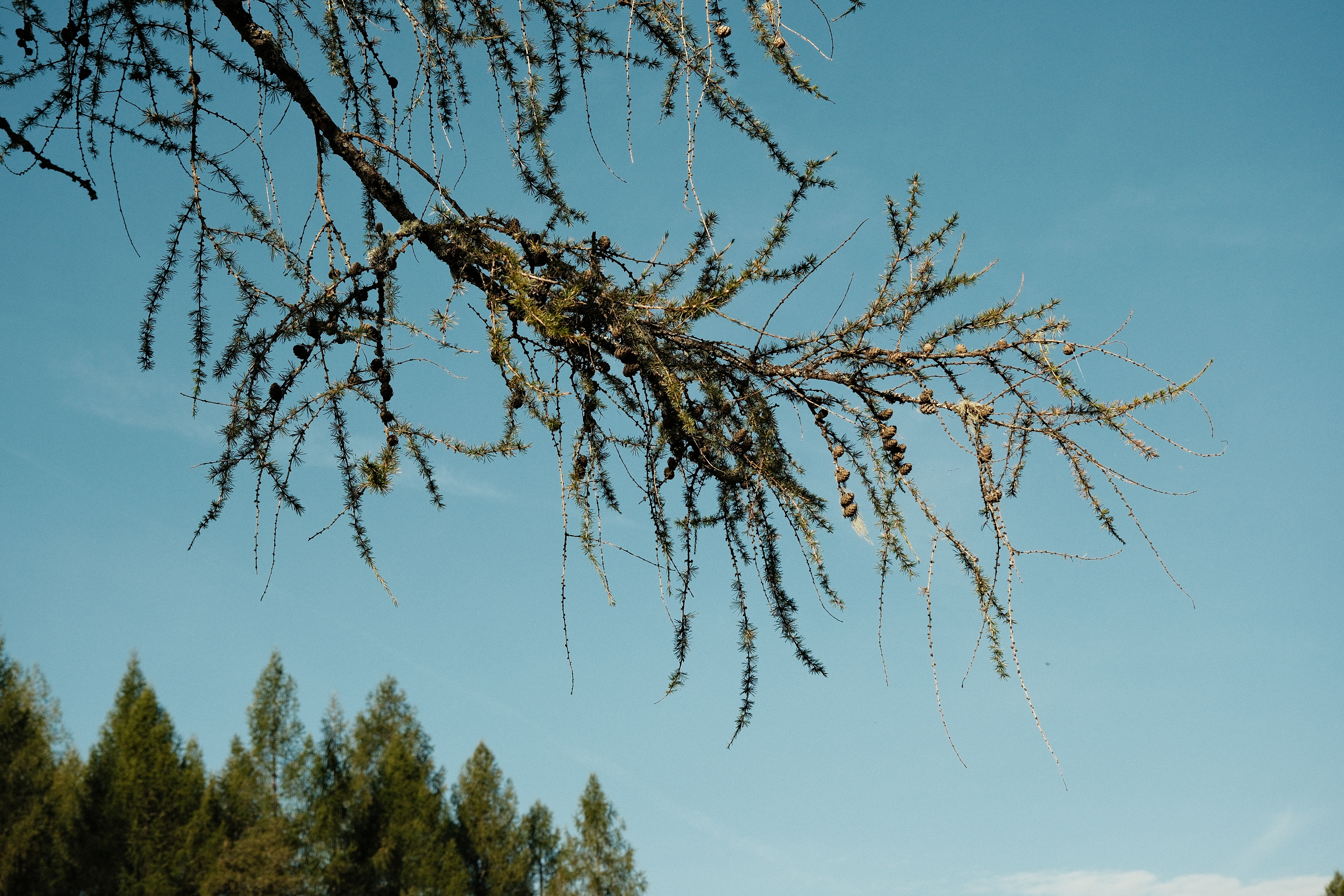 Kodachrome film recipe sample photo